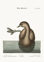 De Gevlekte Dobchick, 1749-73
